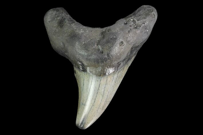 Rare, Fossil Mackerel Shark (Parotodus) Tooth - Georgia #142297